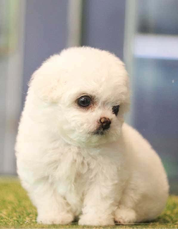 비숑프리제 분양