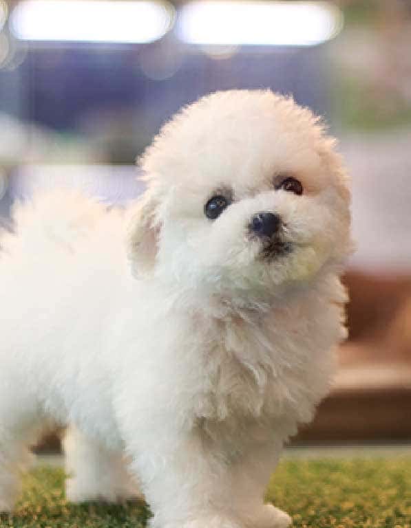 미니 비숑프리제 분양