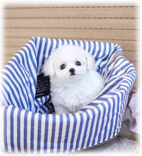 비숑프리제 분양