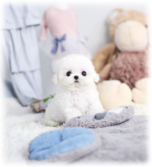 미니 비숑프리제 분양