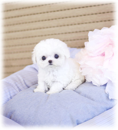 미니 비숑프리제 분양