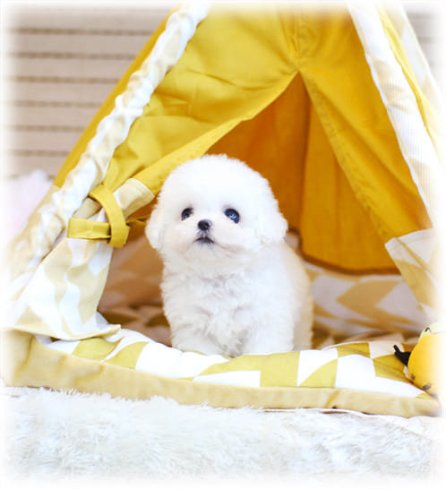 미니 비숑프리제 분양