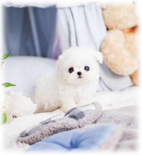 미니 비숑프리제 분양