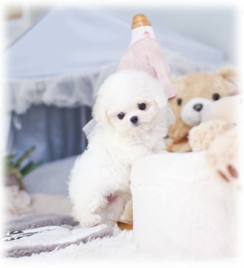 미니 비숑프리제 분양