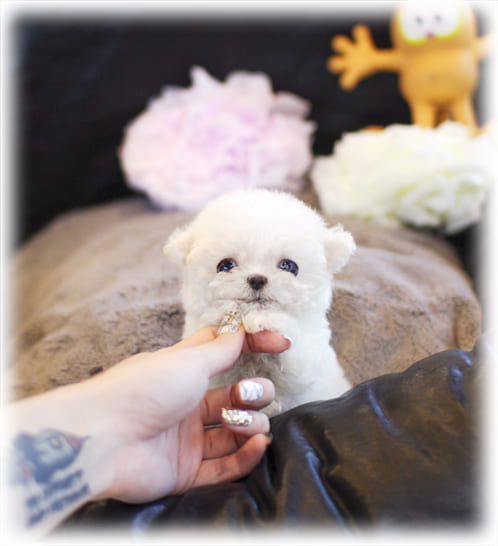 미니 비숑프리제 분양