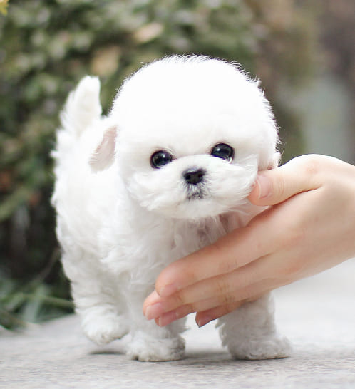 비숑프리제 분양