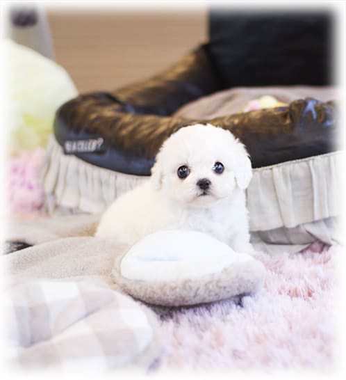 비숑프리제 분양