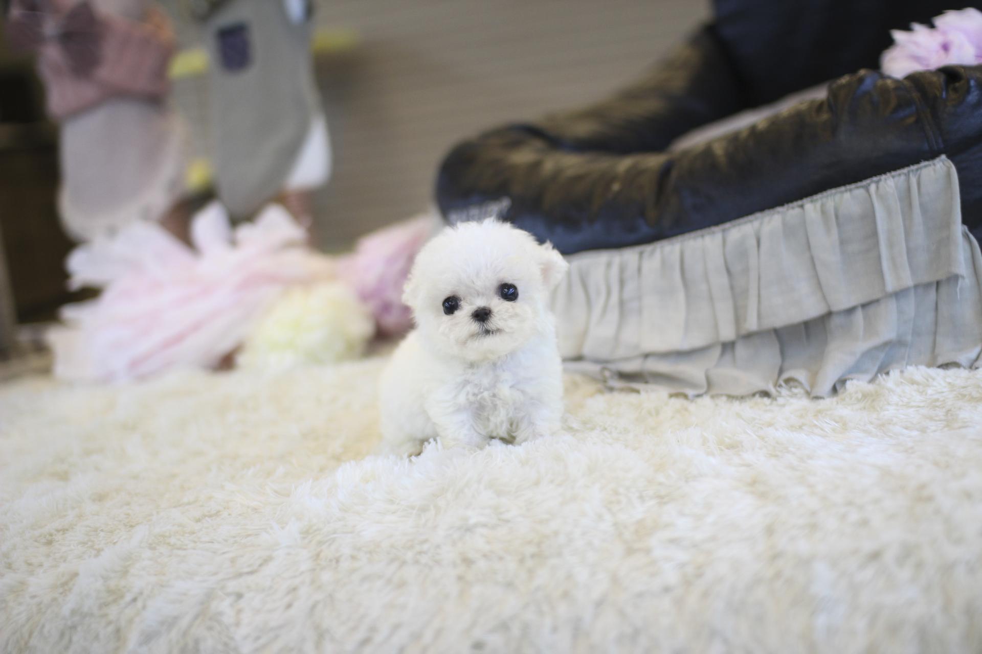 미니 비숑프리제 분양