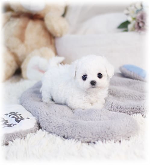 비숑프리제 분양