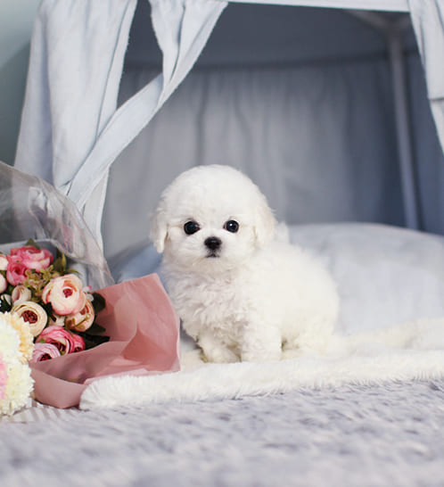 비숑프리제 분양