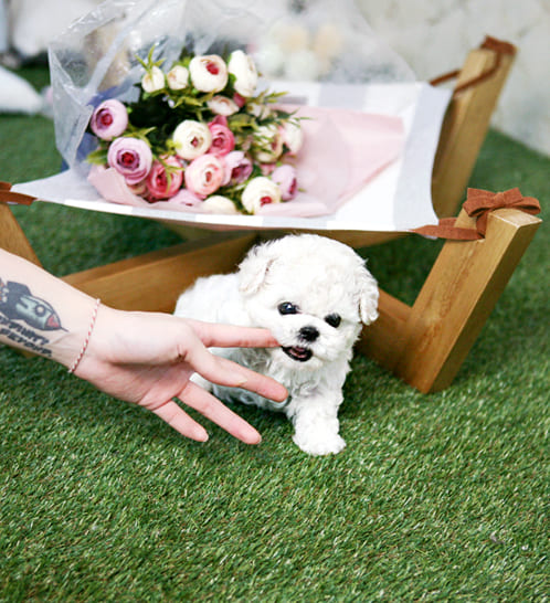 비숑프리제 분양