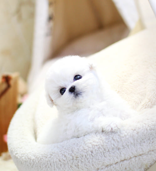 비숑프리제 분양