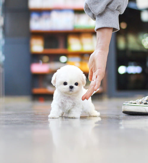 비숑프리제 분양