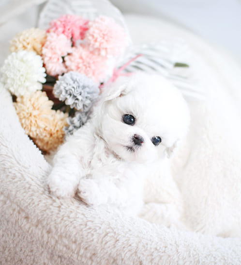 비숑프리제 분양