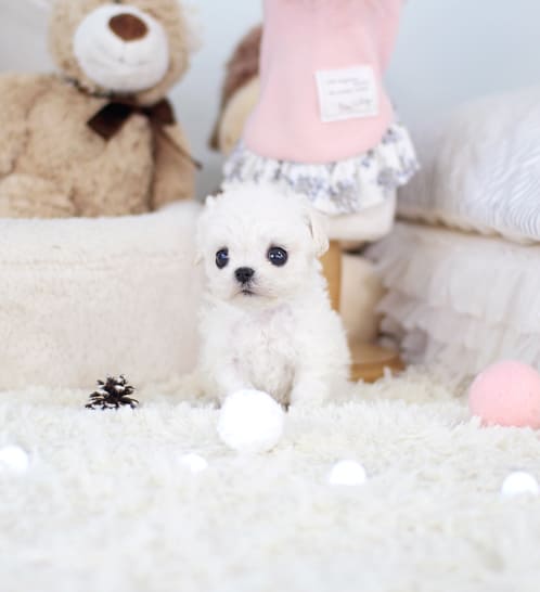 비숑프리제 분양