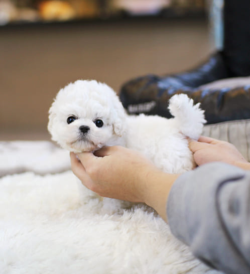 비숑프리제 분양