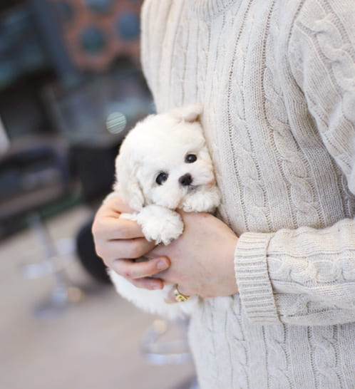 비숑프리제 분양