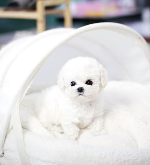 비숑프리제 분양