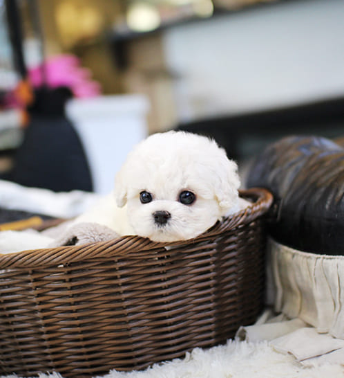 비숑프리제 분양