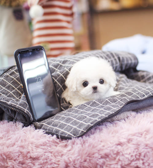 비숑프리제 분양