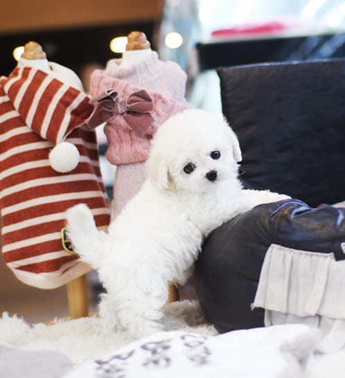 비숑프리제 분양