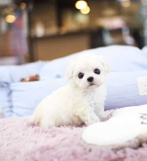 비숑프리제 분양