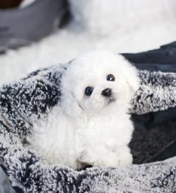 비숑프리제 분양