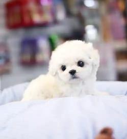 비숑프리제 분양