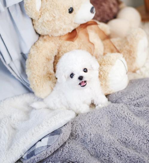 비숑프리제 분양