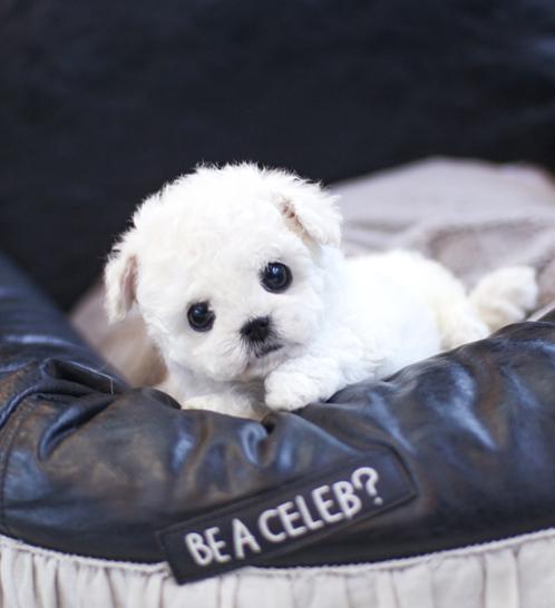 비숑프리제 분양