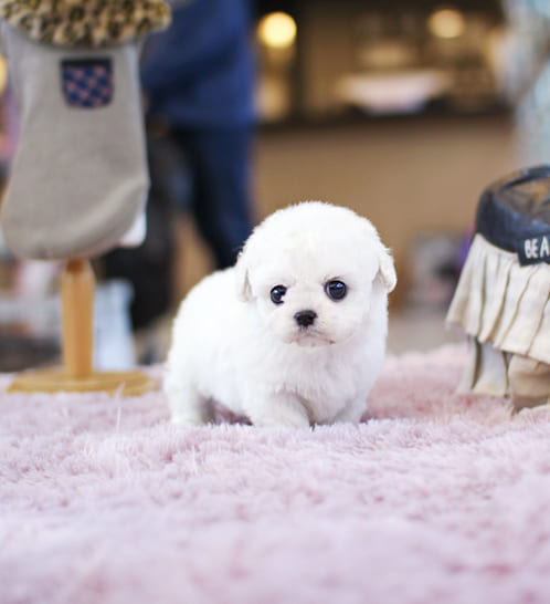 비숑프리제 분양