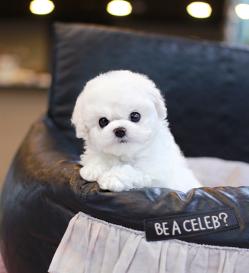 비숑프리제 분양