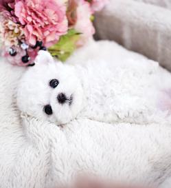 비숑프리제 분양