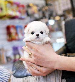 비숑프리제 분양