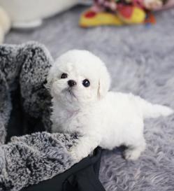 비숑프리제 분양