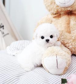 비숑프리제 분양