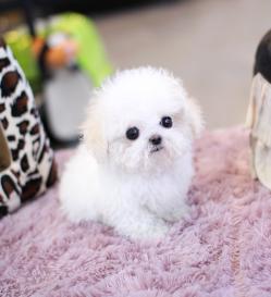 비숑프리제 분양