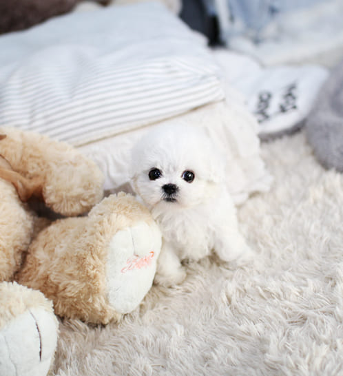 비숑프리제 분양