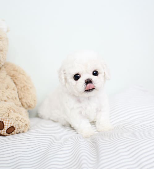 비숑프리제 분양