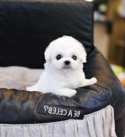 비숑프리제 분양