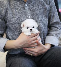 비숑프리제 분양