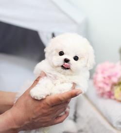 비숑프리제 분양