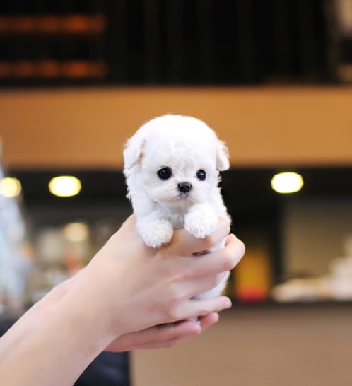 비숑프리제 분양