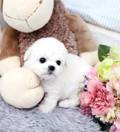 비숑프리제 분양