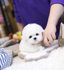 비숑프리제 분양