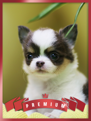 장모치와와 분양