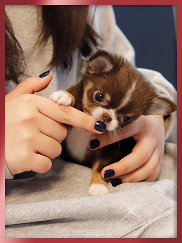 장모치와와 분양