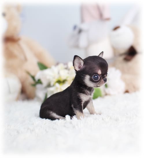 장모치와와 분양