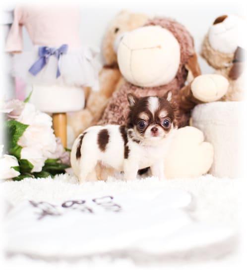 장모치와와 분양