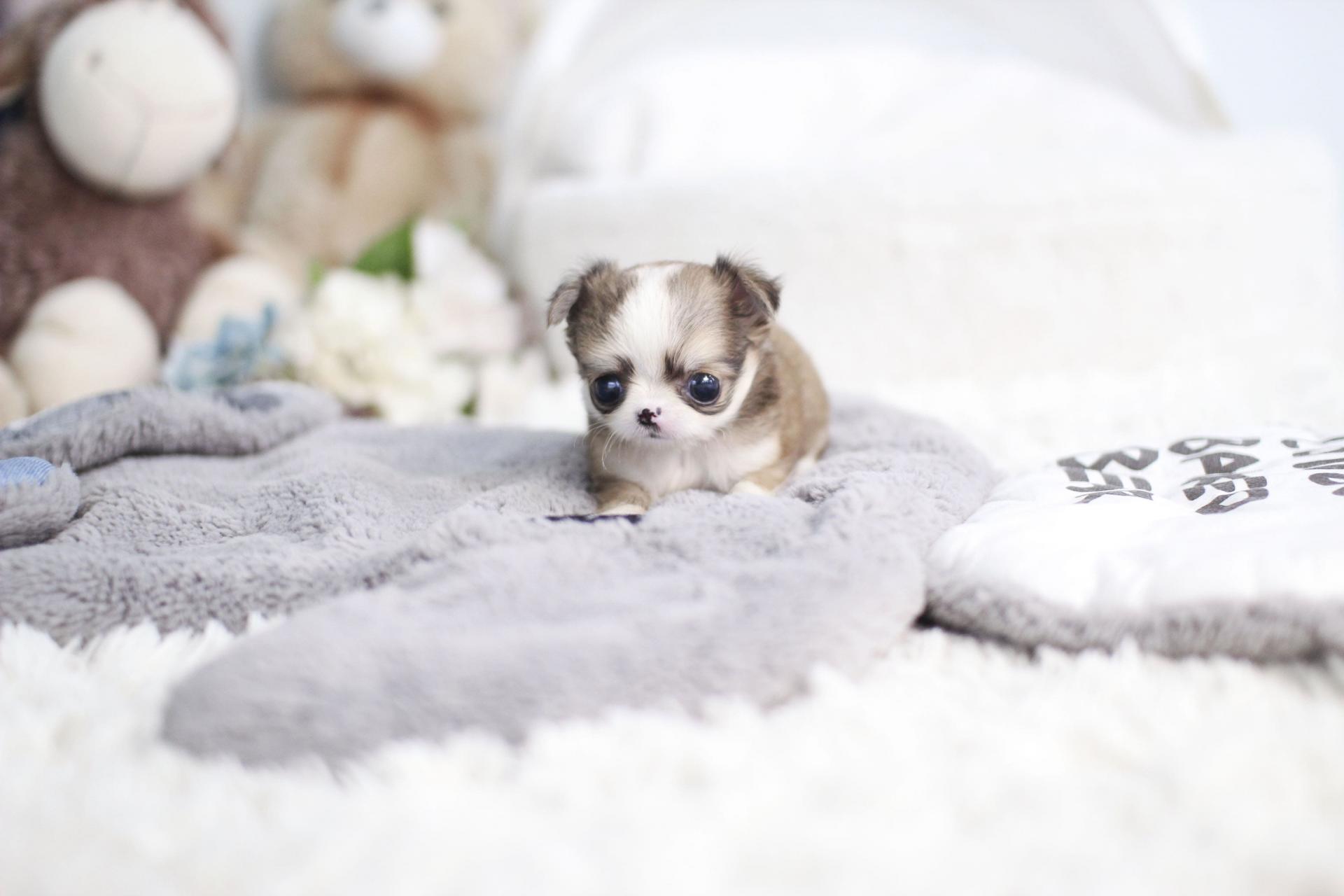 장모치와와 분양